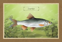 &Sigma;&Upsilon;&Rho;&Tau;&Alpha;&Rho;&Iota; - &Kappa;&alpha;&mu;&beta;ά&sigmaf;