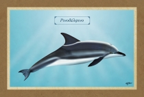 &Rho;&Iota;&Nu;&Omicron;&Delta;&Epsilon;&Lambda;&Phi;&Iota;&Nu;&Omicron; - &Kappa;&alpha;&mu;&beta;ά&sigmaf;