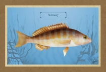 &Chi;&Alpha;&Nu;&Nu;&Omicron;&Sigma; - &Kappa;&alpha;&mu;&beta;ά&sigmaf;