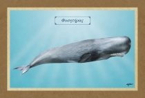 &Phi;&Upsilon;&Sigma;&Eta;&Tau;&Eta;&Rho;&Alpha;&Sigma; - &Kappa;&alpha;&mu;&beta;ά&sigmaf;