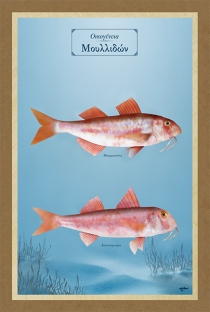 &Omicron;&iota;&kappa;&omicron;&gamma;έ&nu;&epsilon;&iota;&alpha; &Mu;&omicron;&upsilon;&lambda;&lambda;&iota;&delta;ώ&nu; - &Kappa;&alpha;&mu;&beta;ά&sigmaf;