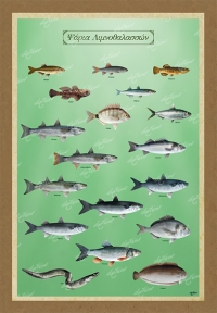 &Psi;&Alpha;&Rho;&Iota;&Alpha; &Lambda;&Iota;&Mu;&Nu;&Omicron;&Theta;&Alpha;&Lambda;&Alpha;&Sigma;&Sigma;&Omega;&Nu; - &Kappa;&alpha;&mu;&beta;ά&sigmaf;