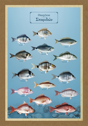 &Omicron;&iota;&kappa;&omicron;&gamma;έ&nu;&epsilon;&iota;&alpha; &Sigma;&pi;&alpha;&rho;&iota;&delta;ώ&nu; - &Kappa;&alpha;&mu;&beta;ά&sigmaf;