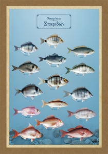 &Omicron;&iota;&kappa;&omicron;&gamma;έ&nu;&epsilon;&iota;&alpha; &Sigma;&pi;&alpha;&rho;&iota;&delta;ώ&nu; - &Kappa;&alpha;&mu;&beta;ά&sigmaf;