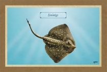 &Sigma;&Alpha;&Lambda;&Alpha;&Chi;&Iota; - &Kappa;&alpha;&mu;&beta;ά&sigmaf;