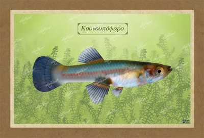 &Kappa;&Omicron;&Upsilon;&Nu;&Omicron;&Upsilon;&Pi;&Omicron;&Psi;&Alpha;&Rho;&Omicron; - &Kappa;&alpha;&mu;&beta;ά&sigmaf;