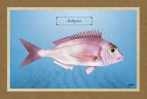 &Lambda;&Upsilon;&Theta;&Rho;&Iota;&Nu;&Iota; - &Kappa;&alpha;&mu;&beta;ά&sigmaf;