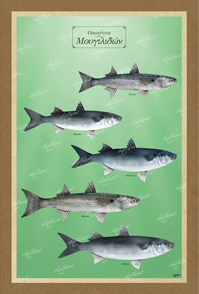 &Omicron;&iota;&kappa;&omicron;&gamma;έ&nu;&epsilon;&iota;&alpha; &Mu;&omicron;&upsilon;&gamma;&iota;&lambda;&iota;&delta;ώ&nu; - &Kappa;&alpha;&mu;&beta;ά&sigmaf;