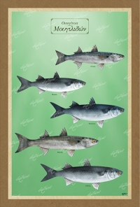 &Omicron;&iota;&kappa;&omicron;&gamma;έ&nu;&epsilon;&iota;&alpha; &Mu;&omicron;&upsilon;&gamma;&iota;&lambda;&iota;&delta;ώ&nu; - &Kappa;&alpha;&mu;&beta;ά&sigmaf;