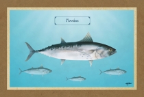 &Tau;&Omicron;&Nu;&Alpha;&Kappa;&Iota; - &Kappa;&alpha;&mu;&beta;ά&sigmaf;