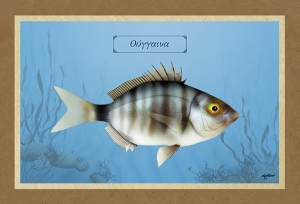 &Omicron;&Upsilon;&Gamma;&Gamma;&Alpha;&Iota;&Nu;&Alpha; - &Kappa;&alpha;&mu;&beta;ά&sigmaf;