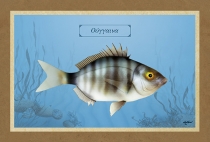 &Omicron;&Upsilon;&Gamma;&Gamma;&Alpha;&Iota;&Nu;&Alpha; - &Kappa;&alpha;&mu;&beta;ά&sigmaf;