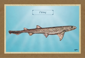 &Gamma;&Alpha;&Tau;&Omicron;&Sigma; - &Kappa;&alpha;&mu;&beta;ά&sigmaf;