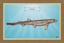 &Gamma;&Alpha;&Tau;&Omicron;&Sigma; - &Kappa;&alpha;&mu;&beta;ά&sigmaf;