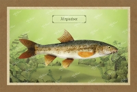 &Mu;&Pi;&Rho;&Iota;&Alpha;&Nu;&Alpha; - &Kappa;&alpha;&mu;&beta;ά&sigmaf;