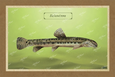 &Beta;&Epsilon;&Lambda;&Omicron;&Nu;&Iota;&Tau;&Sigma;&Alpha; - &Kappa;&alpha;&mu;&beta;ά&sigmaf;