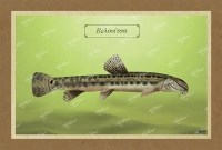 &Beta;&Epsilon;&Lambda;&Omicron;&Nu;&Iota;&Tau;&Sigma;&Alpha; - &Kappa;&alpha;&mu;&beta;ά&sigmaf;