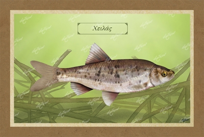 &Chi;&Epsilon;&Iota;&Lambda;&Alpha;&Sigma; - &Kappa;&alpha;&mu;&beta;ά&sigmaf;