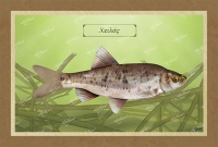 &Chi;&Epsilon;&Iota;&Lambda;&Alpha;&Sigma; - &Kappa;&alpha;&mu;&beta;ά&sigmaf;