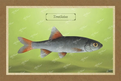 &Tau;&Sigma;&Alpha;Ϊ&Lambda;&Alpha;&Kappa;&Iota; - &Kappa;&alpha;&mu;&beta;ά&sigmaf;