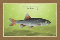 &Tau;&Sigma;&Alpha;Ϊ&Lambda;&Alpha;&Kappa;&Iota; - &Kappa;&alpha;&mu;&beta;ά&sigmaf;