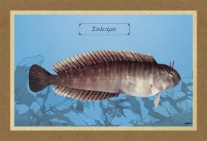 &Sigma;&Alpha;&Lambda;&Iota;&Alpha;&Rho;&Alpha; - &Kappa;&alpha;&mu;&beta;ά&sigmaf;