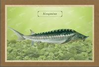 &Mu;&Omicron;&Upsilon;&Rho;&Omicron;&Upsilon;&Nu;&Alpha; - &Kappa;&alpha;&mu;&beta;ά&sigmaf;