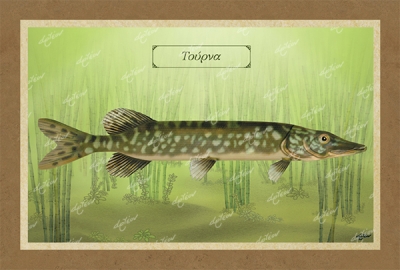 &Tau;&Omicron;&Upsilon;&Rho;&Nu;&Alpha; - &Kappa;&alpha;&mu;&beta;ά&sigmaf;