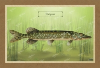 &Tau;&Omicron;&Upsilon;&Rho;&Nu;&Alpha; - &Kappa;&alpha;&mu;&beta;ά&sigmaf;