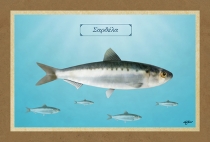 &Sigma;&Alpha;&Rho;&Delta;&Epsilon;&Lambda;&Alpha; - &Kappa;&alpha;&mu;&beta;ά&sigmaf;