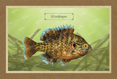 &Eta;&Lambda;&Iota;&Omicron;&Psi;&Alpha;&Rho;&Omicron; - &Kappa;&alpha;&mu;&beta;ά&sigmaf;