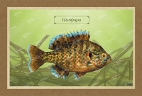 &Eta;&Lambda;&Iota;&Omicron;&Psi;&Alpha;&Rho;&Omicron; - &Kappa;&alpha;&mu;&beta;ά&sigmaf;