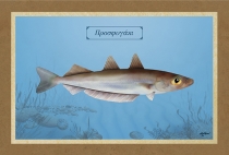 &Pi;&Rho;&Omicron;&Sigma;&Phi;&Upsilon;&Gamma;&Alpha;&Kappa;&Iota; - &Kappa;&alpha;&mu;&beta;ά&sigmaf;