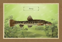 &Beta;&Iota;&Nu;&Omicron;&Sigma; - &Kappa;&alpha;&mu;&beta;ά&sigmaf;