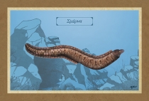 &Sigma;&Mu;&Epsilon;&Rho;&Nu;&Alpha; - &Kappa;&alpha;&mu;&beta;ά&sigmaf;