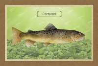 &Pi;&Epsilon;&Sigma;&Tau;&Rho;&Omicron;&Phi;&Alpha; - &Kappa;&alpha;&mu;&beta;ά&sigmaf;