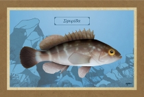 &Sigma;&Phi;&Upsilon;&Rho;&Iota;&Delta;&Alpha; - &Kappa;&alpha;&mu;&beta;ά&sigmaf;