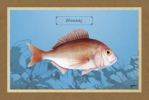 &Mu;&Pi;&Alpha;&Lambda;&Alpha;&Sigma; - &Kappa;&alpha;&mu;&beta;ά&sigmaf;