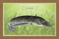 &Gamma;&Omicron;&Upsilon;&Lambda;&Iota;&Alpha;&Nu;&Omicron;&Sigma; - &Kappa;&alpha;&mu;&beta;ά&sigmaf;