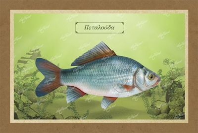 &Pi;&Epsilon;&Tau;&Alpha;&Lambda;&Omicron;&Upsilon;&Delta;&Alpha; - &Kappa;&alpha;&mu;&beta;ά&sigmaf;