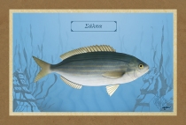 &Sigma;&Alpha;&Lambda;&Pi;&Alpha; - &Kappa;&alpha;&mu;&beta;ά&sigmaf;