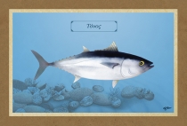 &Tau;&Omicron;&Nu;&Omicron;&Sigma; - &Kappa;&alpha;&mu;&beta;ά&sigmaf;