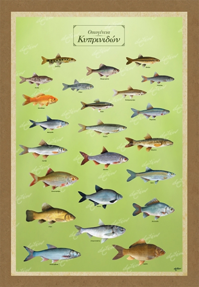 &Omicron;&iota;&kappa;&omicron;&gamma;έ&nu;&epsilon;&iota;&alpha; &Kappa;&upsilon;&pi;&rho;&iota;&nu;&iota;&delta;ώ&nu; - &Kappa;&alpha;&mu;&beta;ά&sigmaf;