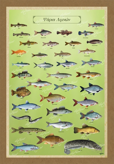 &Psi;&Alpha;&Rho;&Iota;&Alpha; &Lambda;&Iota;&Mu;&Nu;&Omega;&Nu; - &Kappa;&alpha;&mu;&beta;ά&sigmaf;