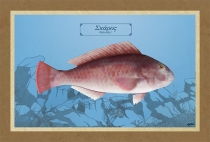 &Sigma;&Kappa;&Alpha;&Rho;&Omicron;&Sigma; (&theta;&eta;&lambda;&upsilon;&kappa;ό&sigmaf;) - &Kappa;&alpha;&mu;&beta;ά&sigmaf;