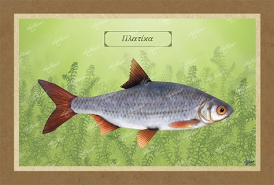 &Pi;&Lambda;&Alpha;&Tau;&Iota;&Kappa;&Alpha; - &Kappa;&alpha;&mu;&beta;ά&sigmaf;