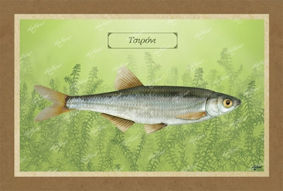 &Tau;&Sigma;&Iota;&Rho;&Omicron;&Nu;&Iota; - &Kappa;&alpha;&mu;&beta;ά&sigmaf;