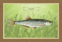 &Tau;&Sigma;&Iota;&Rho;&Omicron;&Nu;&Iota; - &Kappa;&alpha;&mu;&beta;ά&sigmaf;