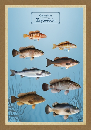 &Omicron;&iota;&kappa;&omicron;&gamma;έ&nu;&epsilon;&iota;&alpha; &Sigma;&epsilon;&rho;&alpha;&nu;&iota;&delta;ώ&nu; - &Kappa;&alpha;&mu;&beta;ά&sigmaf;