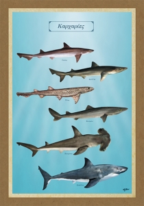 &Kappa;&Alpha;&Rho;&Chi;&Alpha;&Rho;&Iota;&Epsilon;&Sigma; - &Kappa;&alpha;&mu;&beta;ά&sigmaf;